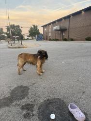 Found/Stray Unknown Dog last seen Union hosp, Terre Haute, IN 47804