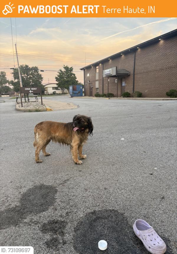 Found/Stray Unknown Dog last seen Union hosp, Terre Haute, IN 47804