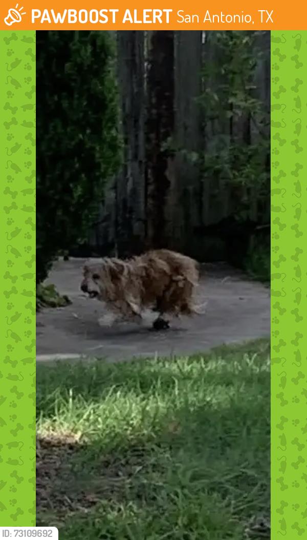 Found/Stray Unknown Dog last seen Maverick oak and border ridge, San Antonio, TX 78240