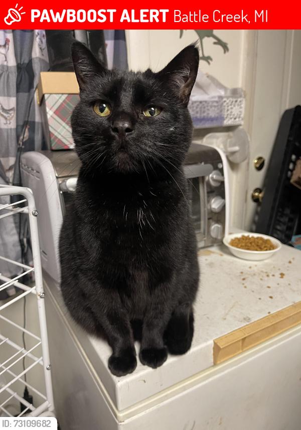 Lost Female Cat last seen Territorial Rd W between 27th and 28th streets, Battle Creek, MI 49015