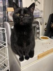 Lost Female Cat last seen Territorial Rd W between 27th and 28th streets, Battle Creek, MI 49015
