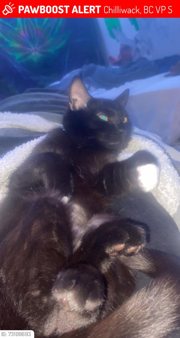 Lost Male Cat last seen Circle K, Chilliwack, BC V2P 1S5