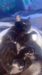 Lost Male Cat last seen Circle K, Chilliwack, BC V2P 1S5