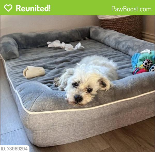 Reunited Male Dog last seen Bonanza and 1827, Princeton, TX 75071