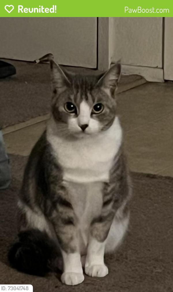 Reunited Female Cat last seen Del monte blvd marina ca, Marina, CA 93933