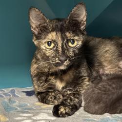 Shelter Stray Female Cat last seen Near BLK OF SEARCHLIGHT DR, 655 N Mojave Rd, Las Vegas, NV 89101, USA