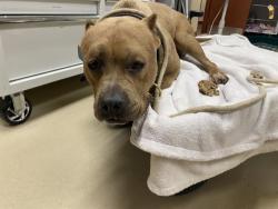Shelter Stray Male Dog last seen Near BLOCK W LEON TERRACE, 3839 W Burnham St, West Milwaukee, WI 53215, USA