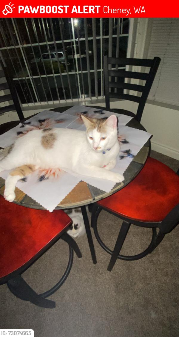Lost Male Cat last seen Near al odgon way cheney washington, Cheney, WA 99004