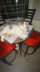 Lost Male Cat last seen Near al odgon way cheney washington, Cheney, WA 99004