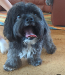 Reunited Male Dog last seen Cherry Hills Dr. & Berry Street, Albuquerque, NM 87111