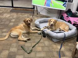 Found/Stray Male Dog last seen Riverhills country club, Valrico, FL 33596