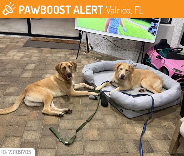 Found/Stray Male Dog last seen Riverhills country club, Valrico, FL 33596