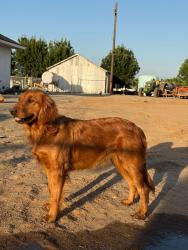 Lost Female Dog last seen Near s buttonwillow ave, Reedley, CA 93654
