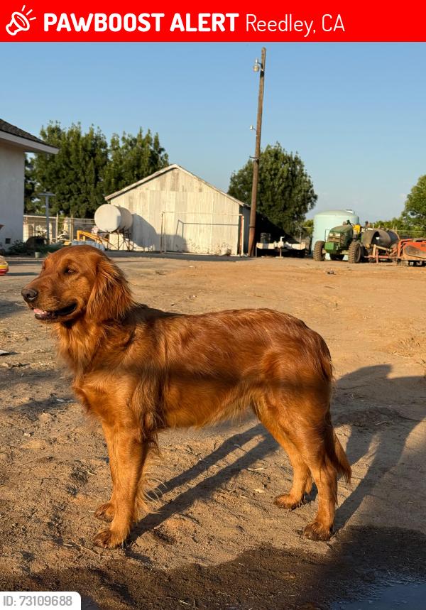 Lost Female Dog last seen Near s buttonwillow ave, Reedley, CA 93654