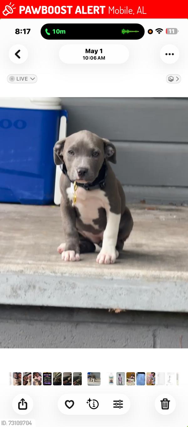 Lost Female Dog last seen On Ghent Street, Mobile, AL 36605