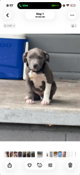 Lost Female Dog last seen On Ghent Street, Mobile, AL 36605