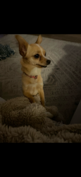 Reunited Female Dog last seen Drexel and alvernon, Tucson, AZ 85706