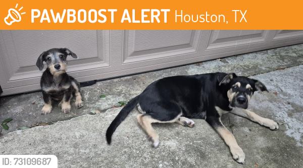 Found/Stray Male Dog last seen Vera jean dr., Houston, TX 77088
