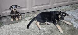 Found/Stray Male Dog last seen Vera jean dr., Houston, TX 77088