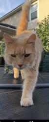 Reunited Male Cat last seen Heritage park, st Augustine 32084, St. Johns County, FL 32084