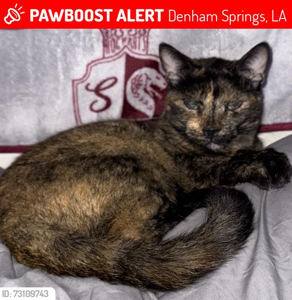 Lost Female Cat last seen Near hammack rd, Denham Springs, LA 70726
