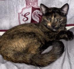 Lost Female Cat last seen Near hammack rd, Denham Springs, LA 70726