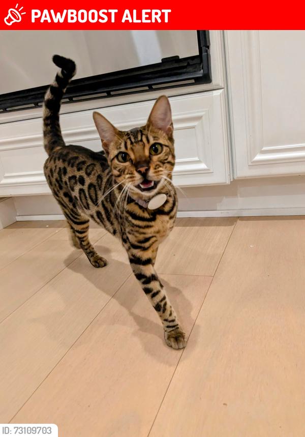 Lost Female Cat last seen Promenade and Gothard, Huntington Beach, CA 92648