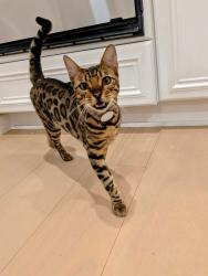 Lost Female Cat last seen Promenade and Gothard, Huntington Beach, CA 92648