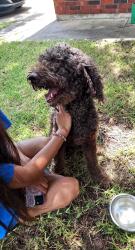 Found/Stray Male Dog last seen Turtle rock, pepper mill hollow, Killeen, TX 76542