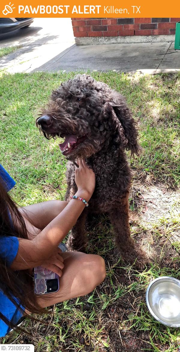 Found/Stray Male Dog last seen Turtle rock, pepper mill hollow, Killeen, TX 76542