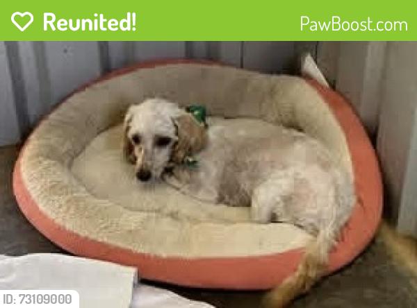 Reunited Male Dog last seen Near FM 56 South Glen Rose Tx 76043, Glen Rose, TX 76043