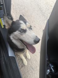Found/Stray Unknown Dog last seen valencia & santa clara, Tucson, AZ 85706