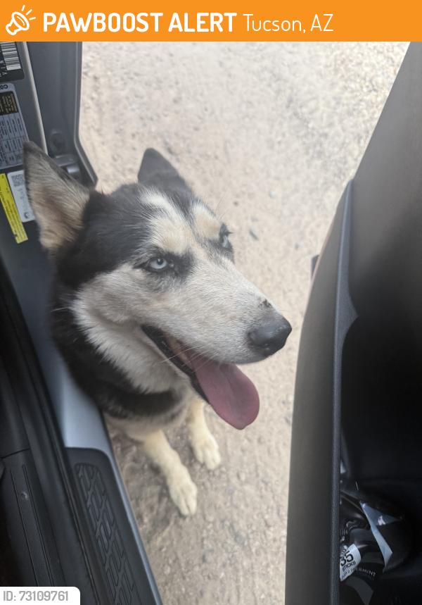 Found/Stray Unknown Dog last seen valencia & santa clara, Tucson, AZ 85706