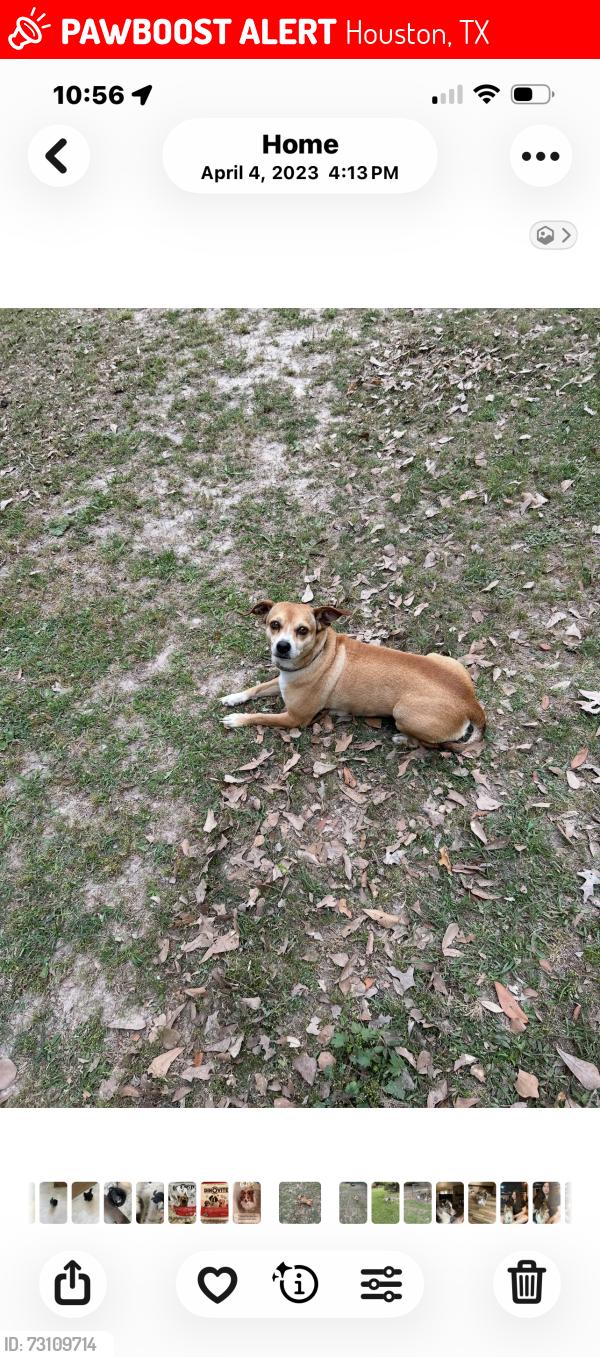 Lost Male Dog last seen Barker cypress and Barklea rd, Houston, TX 77429