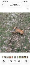 Lost Male Dog last seen Barker cypress and Barklea rd, Houston, TX 77429