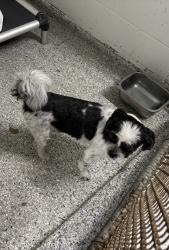 Reunited Unknown Dog last seen Port St Lucie, Port St. Lucie, FL 34986