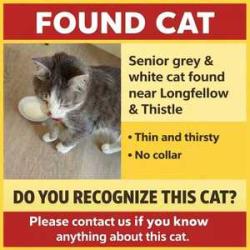 Reunited Unknown Cat last seen 24th st, Seattle, WA 98126