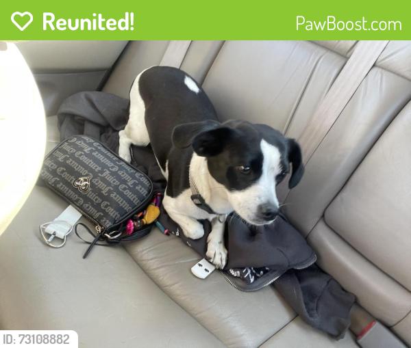 Reunited Female Dog last seen Boston Rd & Fargo St, Springfield, MA 01105