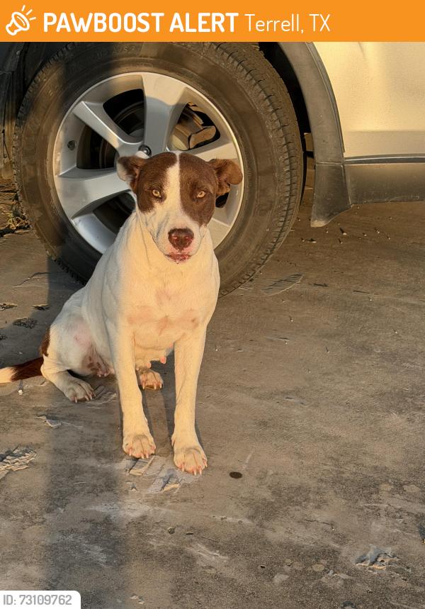 Found/Stray Female Dog last seen Co Rd 304, Terrell, TX 75160