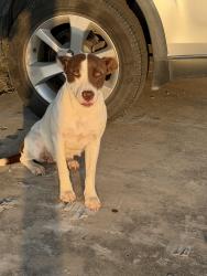 Found/Stray Female Dog last seen Co Rd 304, Terrell, TX 75160