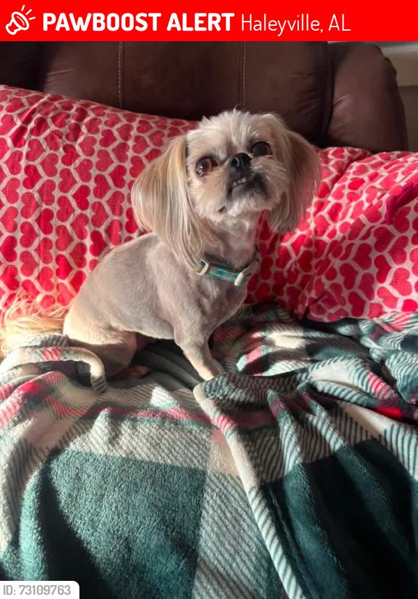 Lost Female Dog last seen Briarwood Dr, Haleyville, AL 35565