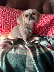 Lost Female Dog last seen Briarwood Dr, Haleyville, AL 35565
