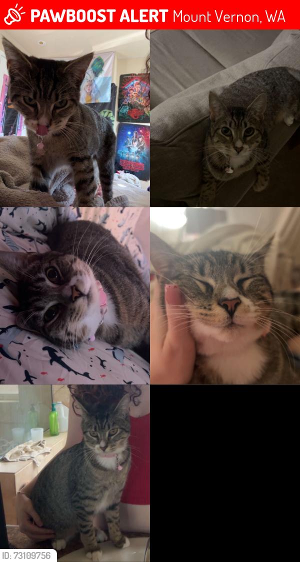 Lost Female Cat last seen Panorama ridge Mount Vernon Washington , Mount Vernon, WA 98273