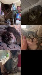 Lost Female Cat last seen Panorama ridge Mount Vernon Washington , Mount Vernon, WA 98273