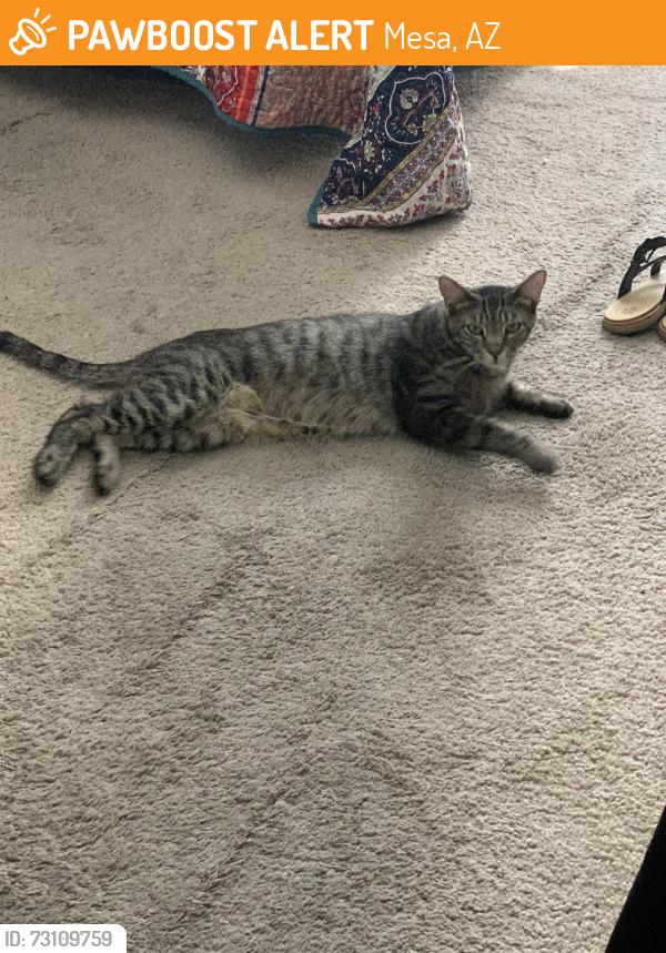 Found/Stray Female Cat last seen Macdonald and 1st Ave, Mesa, AZ, Mesa, AZ 85210