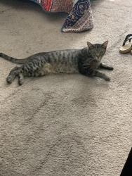 Found/Stray Female Cat last seen Macdonald and 1st Ave, Mesa, AZ, Mesa, AZ 85210