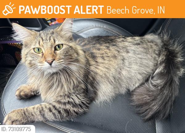 Found/Stray Male Cat last seen Hartman Park, Beech Grove, IN 46107