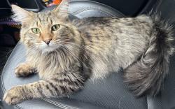 Found/Stray Male Cat last seen Hartman Park, Beech Grove, IN 46107