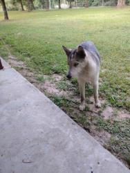 Found/Stray Male Dog last seen Security Cemetery Rd, Cleveland, TX 77328
