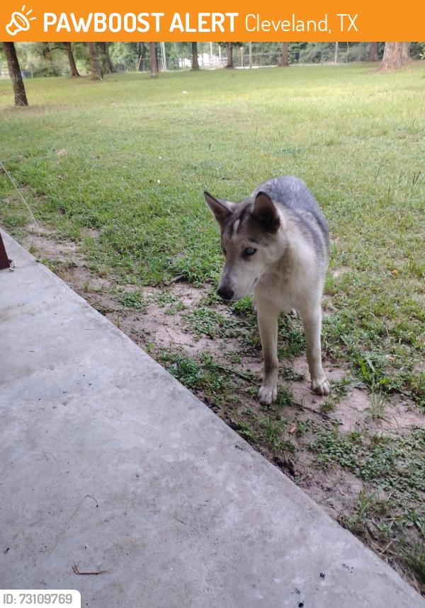 Found/Stray Male Dog last seen Security Cemetery Rd, Cleveland, TX 77328